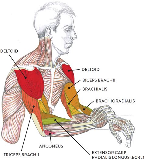 muscular arm flexing|muscles in the arm diagram.